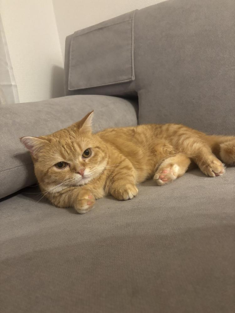 みんななにしてるのー？？🐈