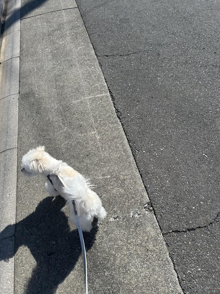 散歩🐶