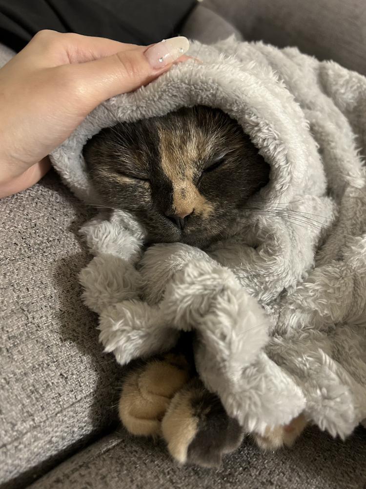 にゃんこ( ᴖ ̫ᴖ )