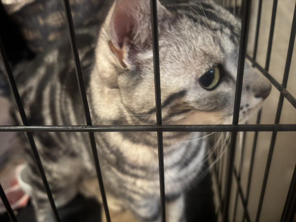 おうちのぬっこ🩵