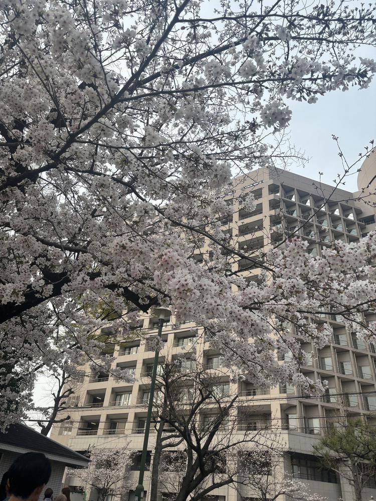 PINK親睦会お花見行ってきたよ🌸
