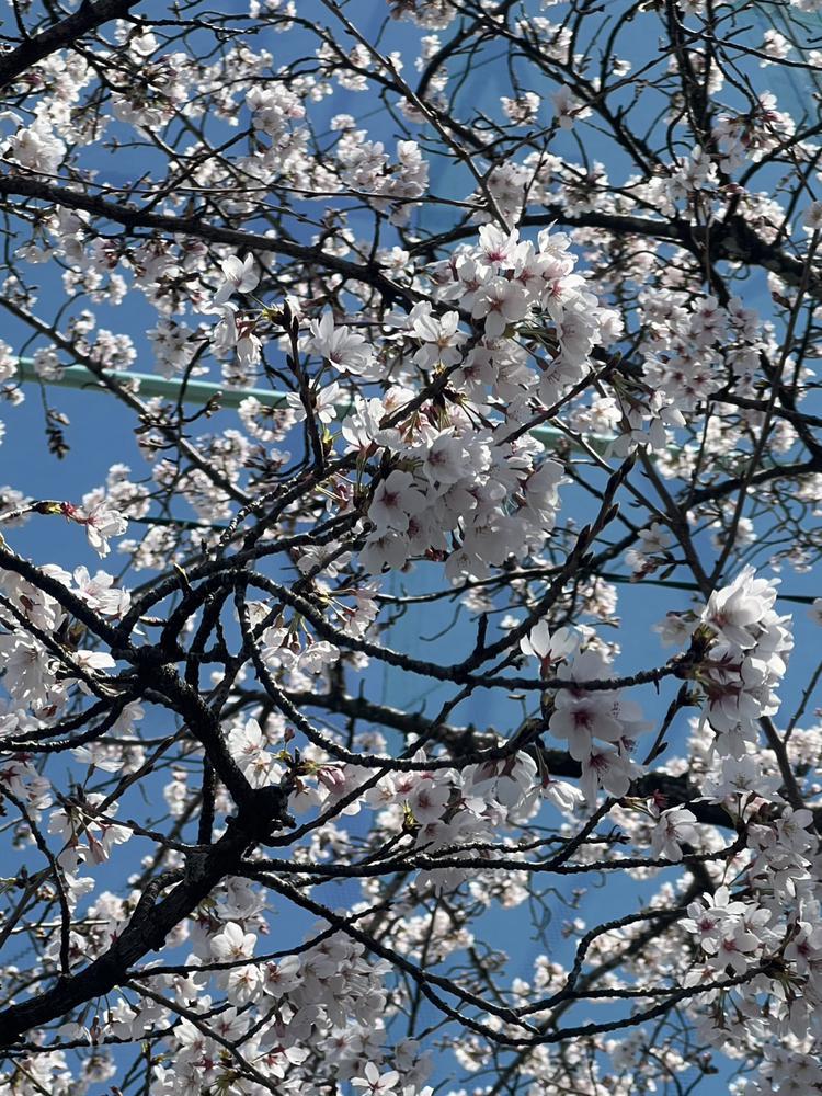 桜🌸