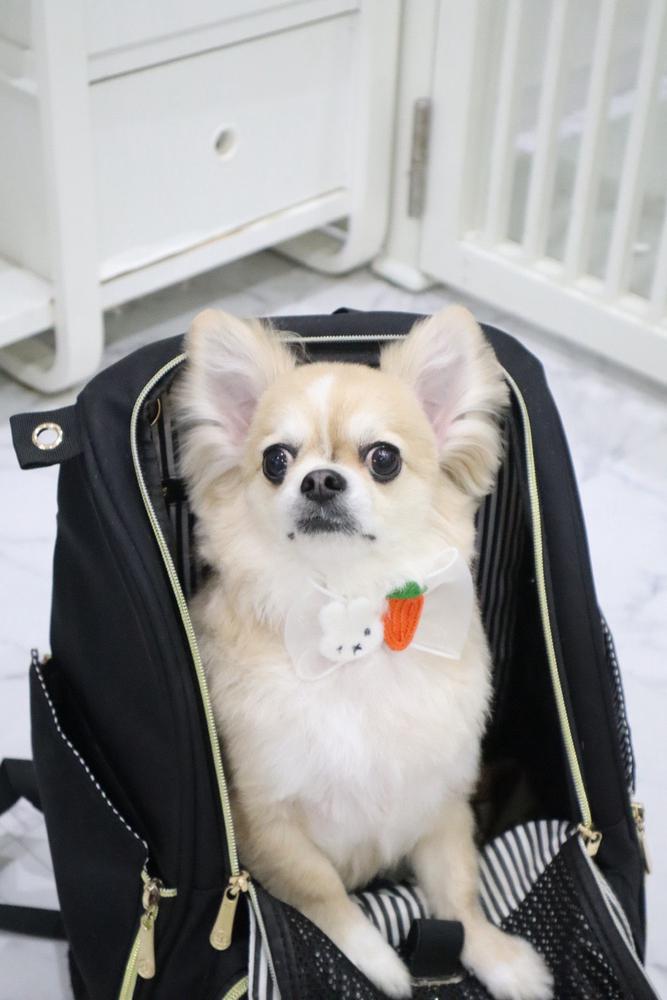 トリミングころちゃん