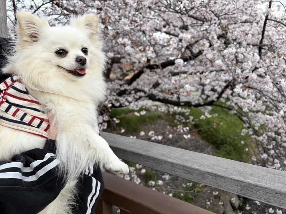 毎年恒例の桜🌸