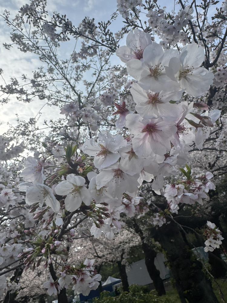🐢きたよー4月！！！🍓