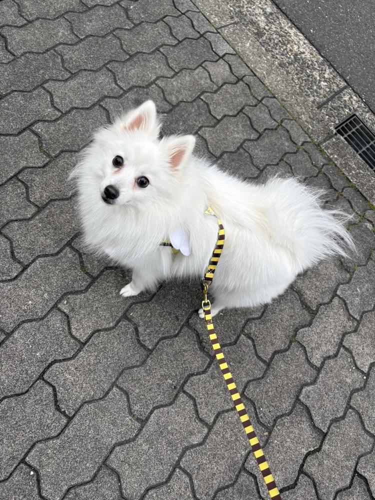 (((o(*ﾟ▽ﾟ*)o)))