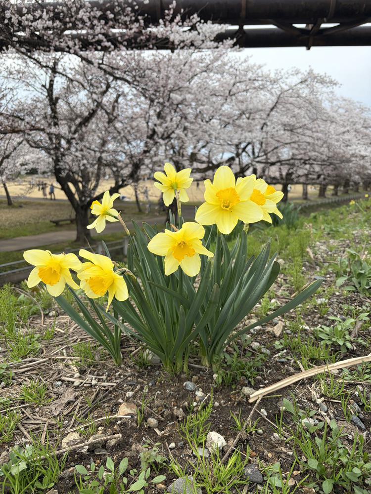 花より