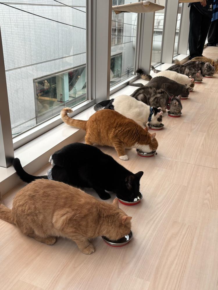 可愛すぎる…🐱💓