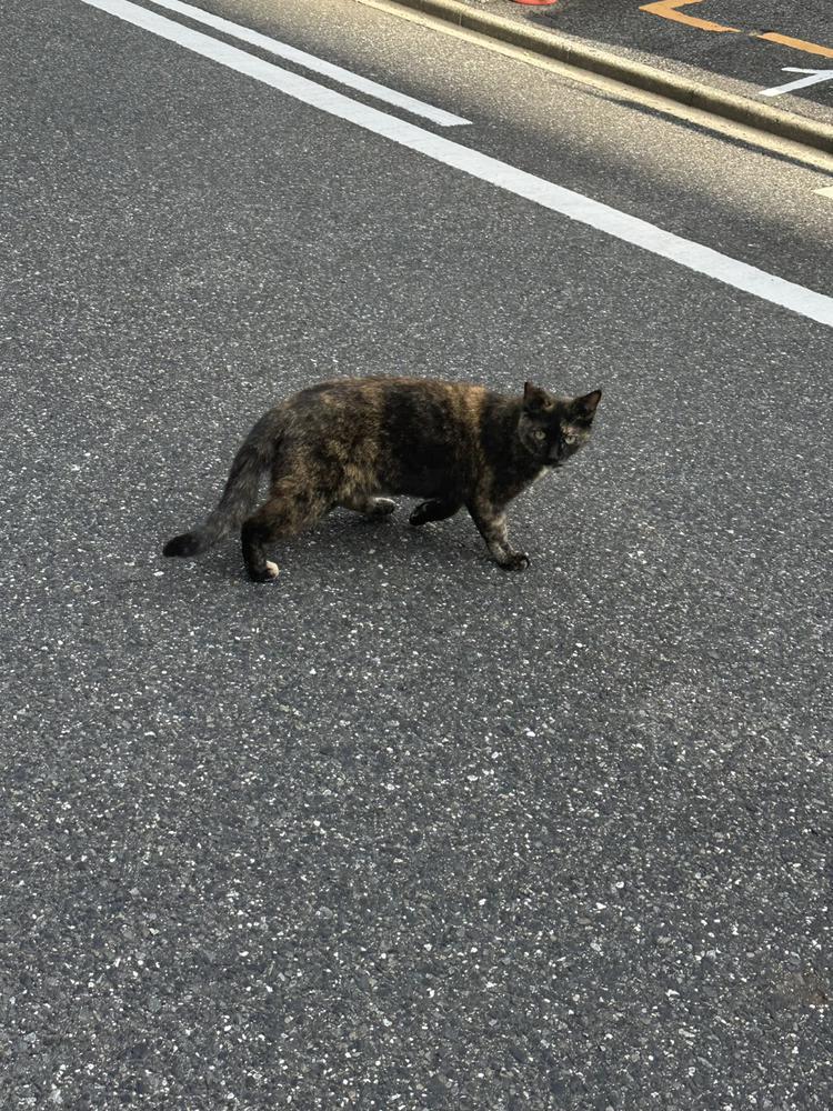 ねこいた