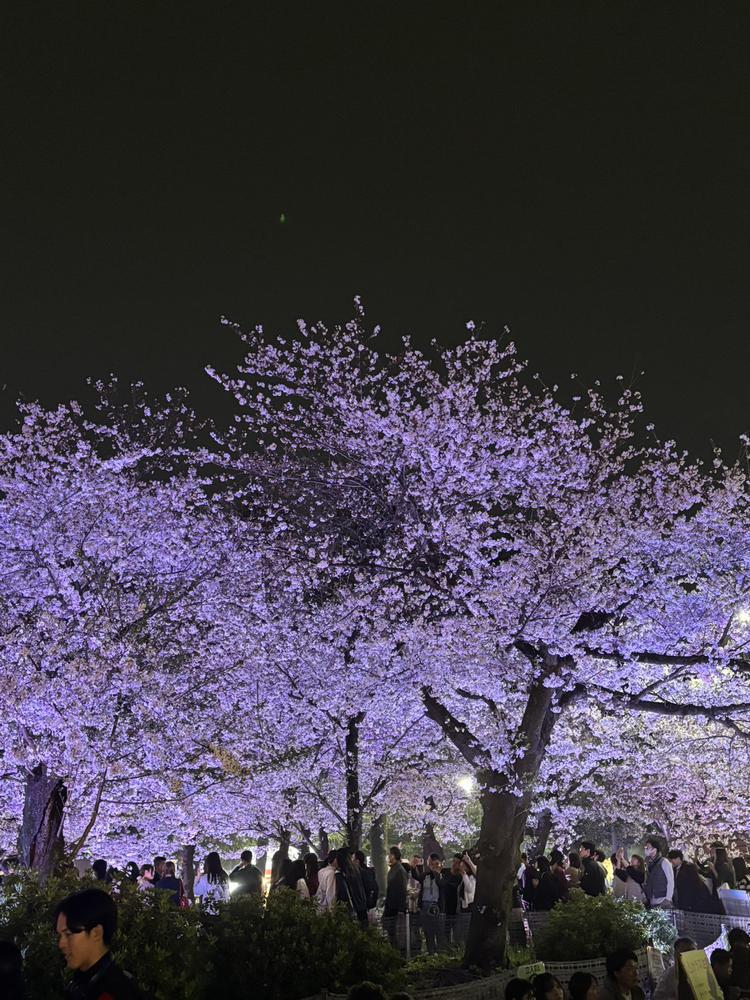 桜綺麗だった🌸