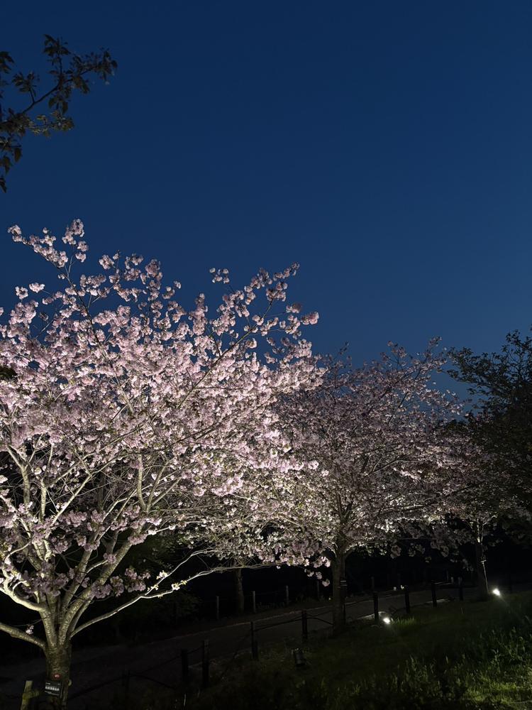 今年ラストお花見^^