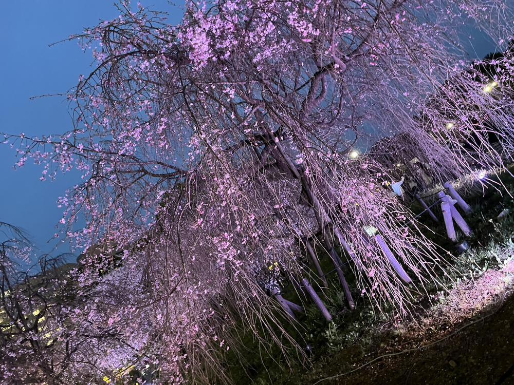 夜桜