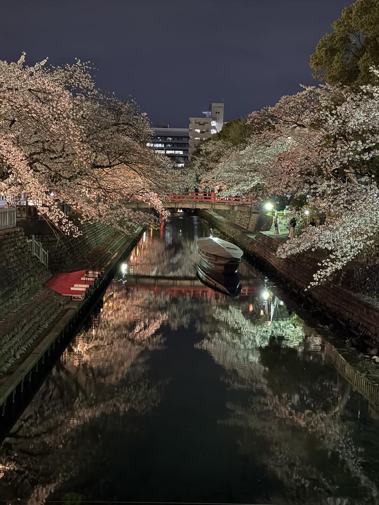 今年も桜綺麗だった🌸