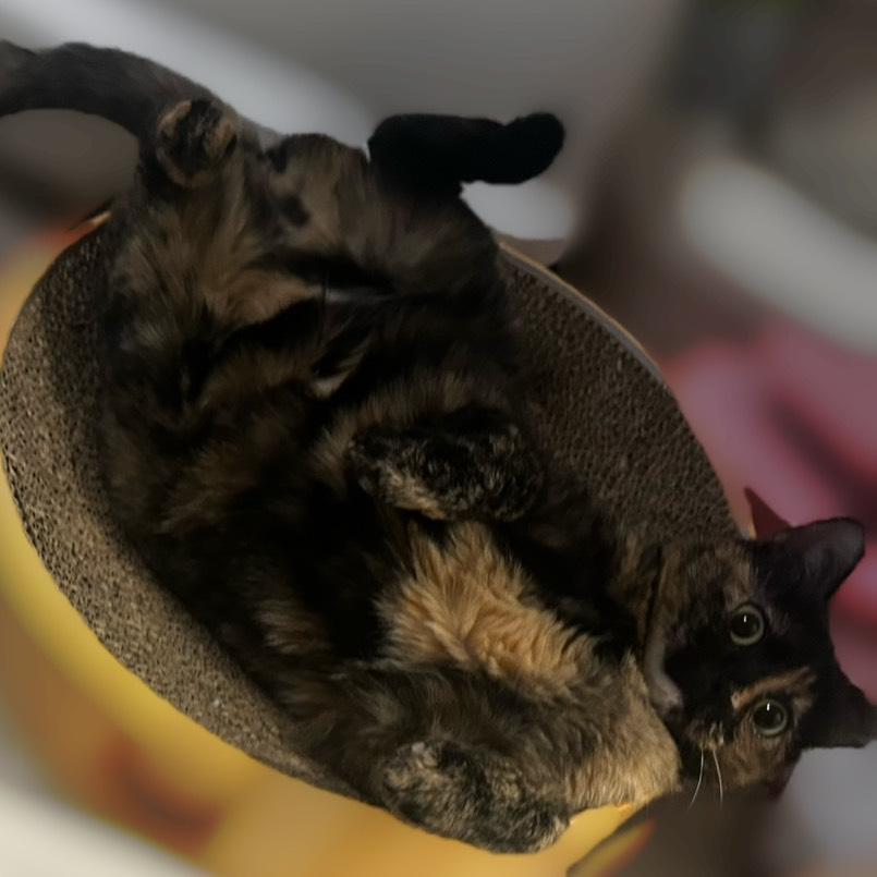 おやすみ(-_-)zzz