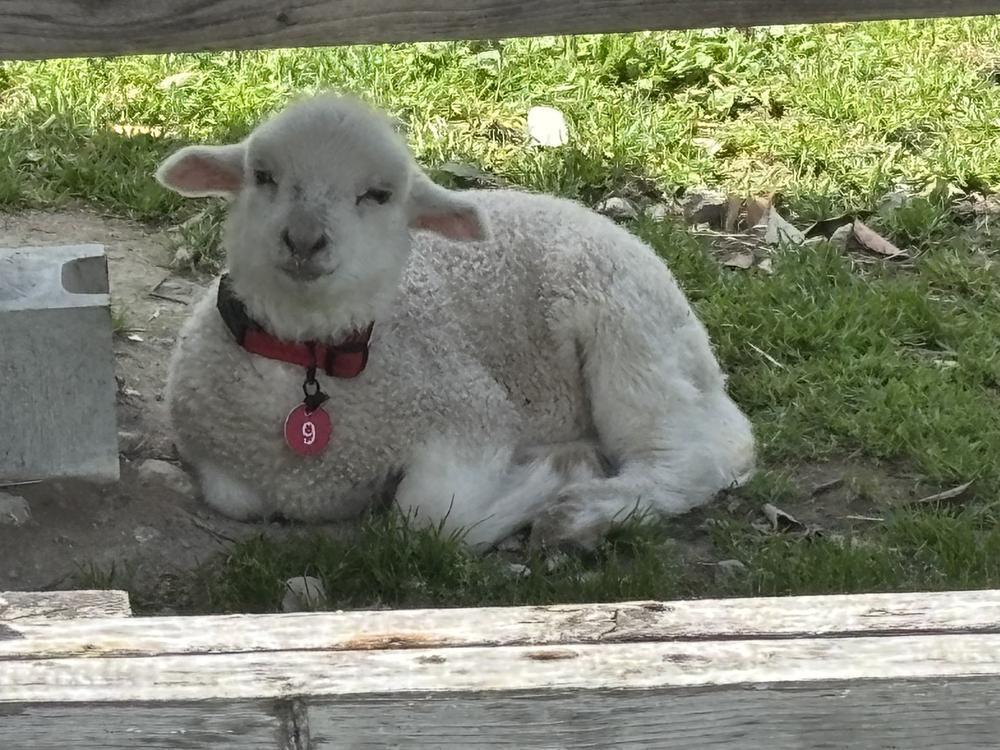 おはようございます！🐮