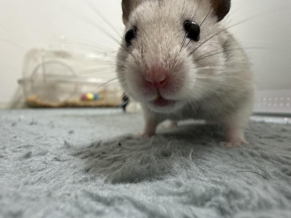 ネタ切れです、