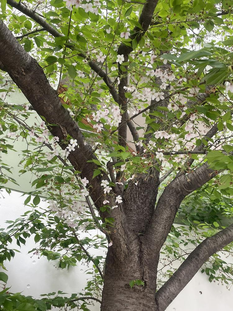 葉！！！ｻｸﾗ