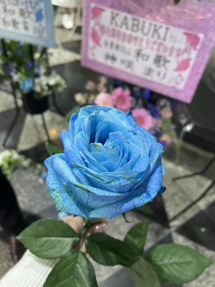 青薔薇