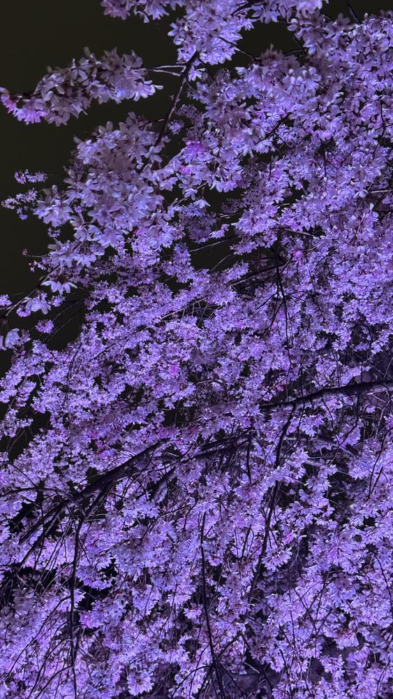 お花見いきたい🌸