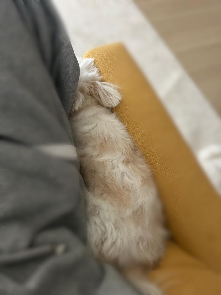 🐶🥲