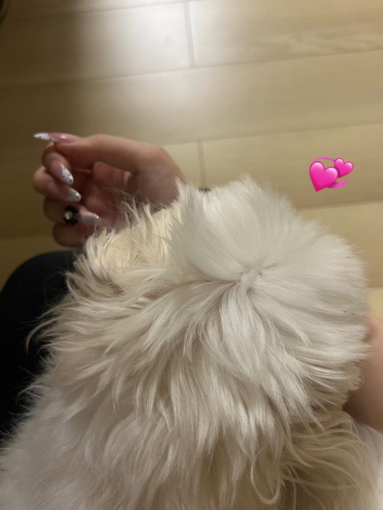 甘えんぼうくん🐶