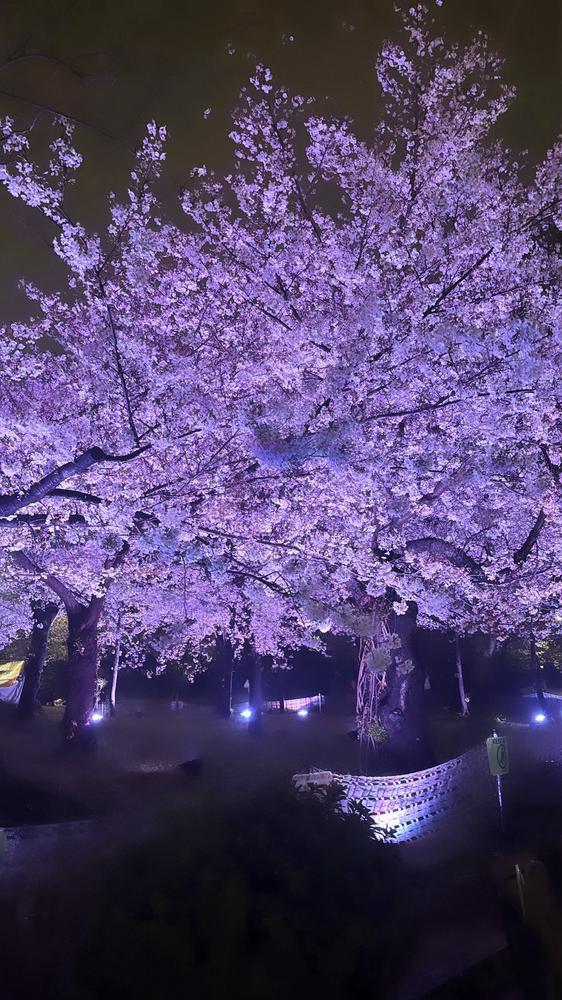 お休みの日に夜桜見てきたー🌸