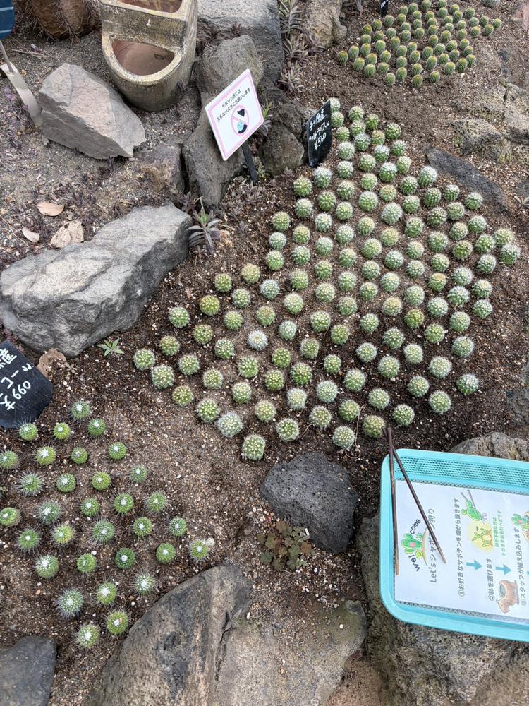 サボテン🌵
