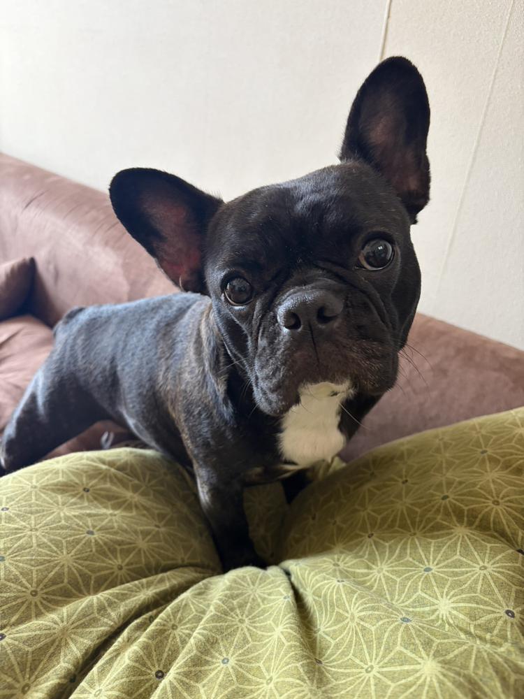 こんばんわぁ🐶