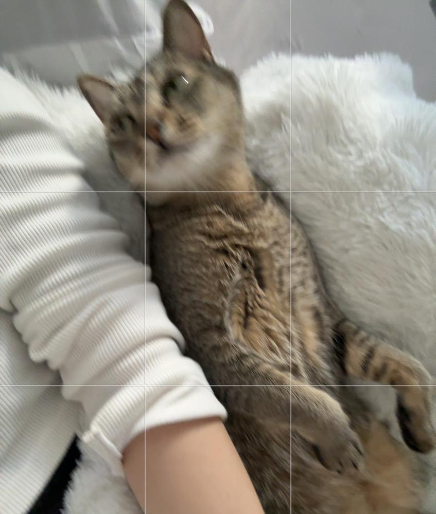 うちの猫さん🐱