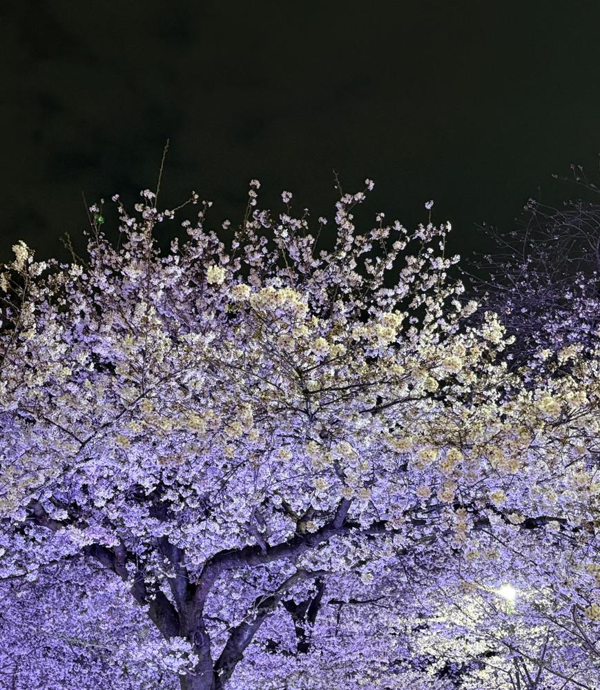 夜桜