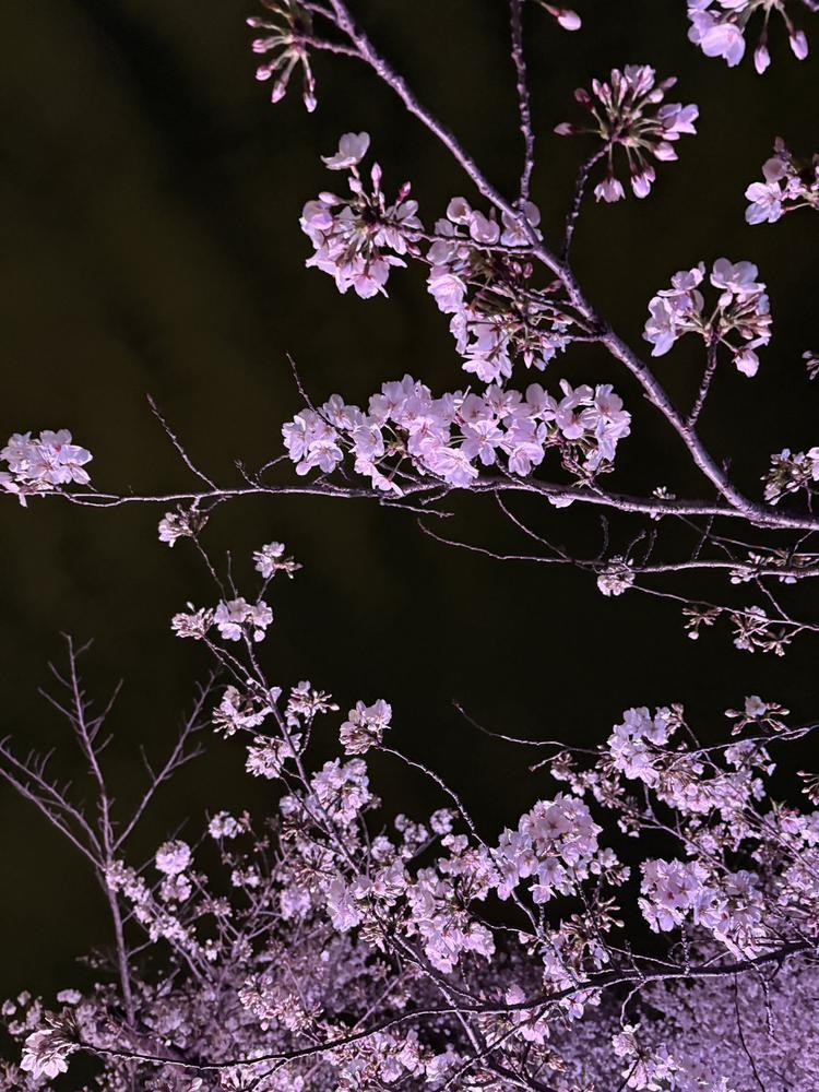 夜桜🌸