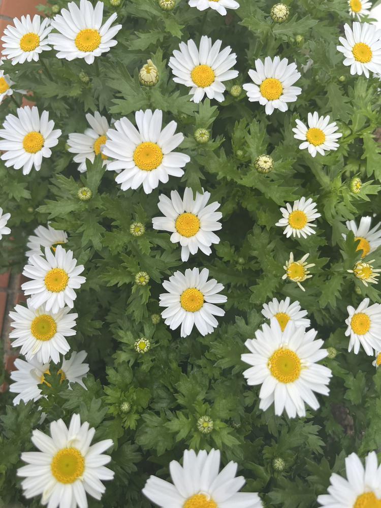 綺麗なお花見つけた🌷´-