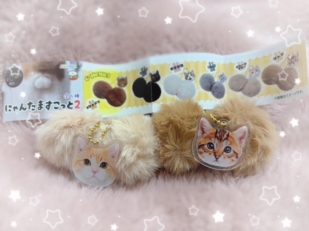 出勤🩷かわちいの発見🐱