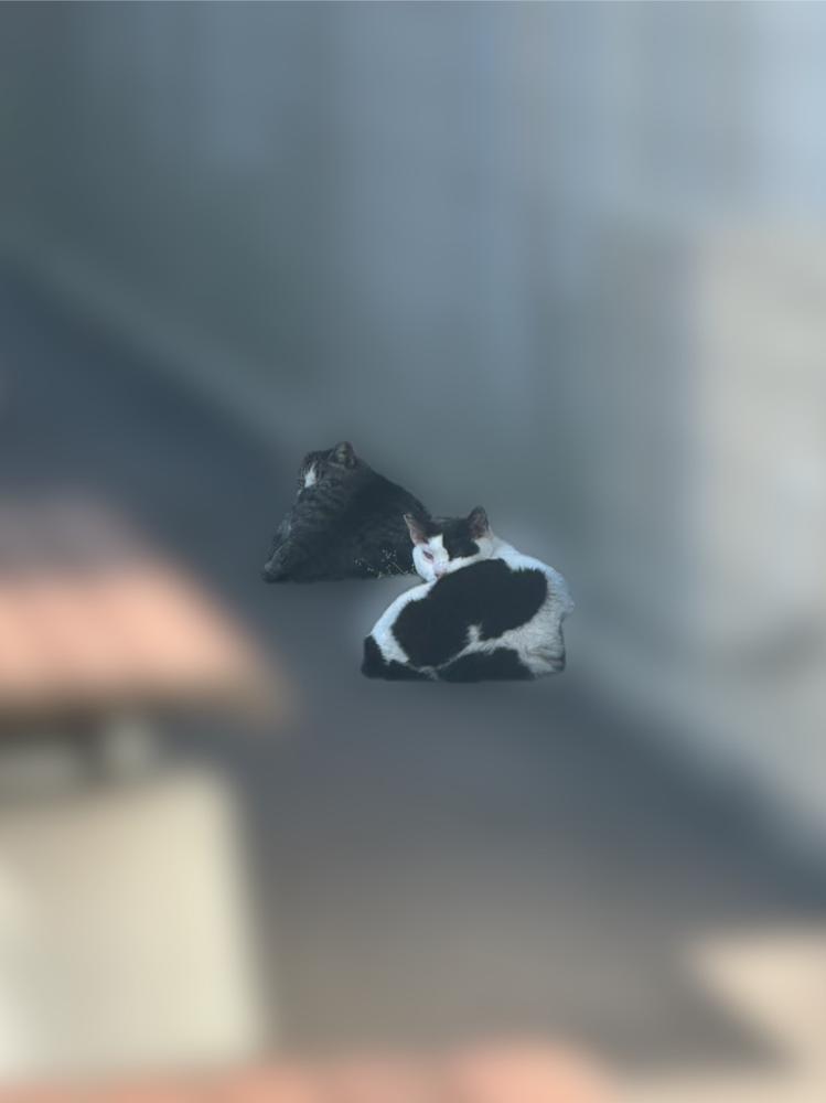 ねこいた
