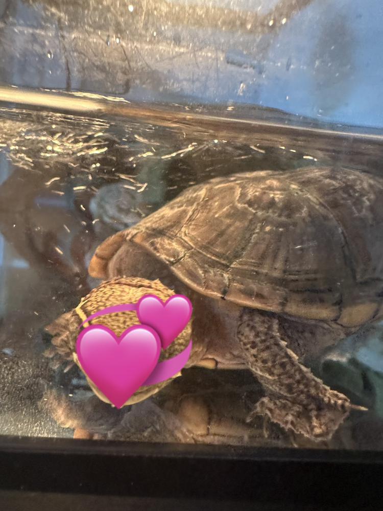 可愛いお姉ちゃん🐢