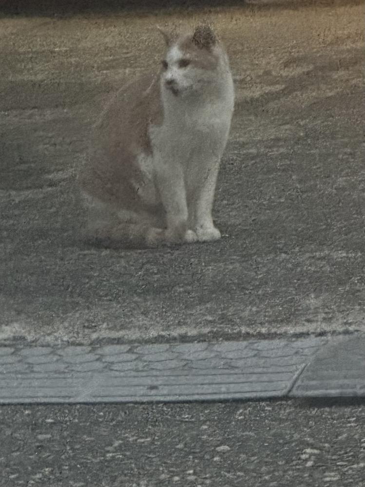 ねこいた