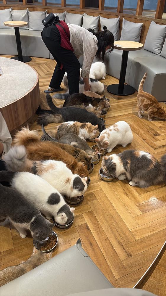 猫ちゃんに癒されて来た🐱