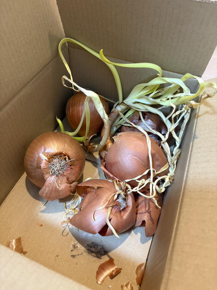 玉ねぎ🧅
