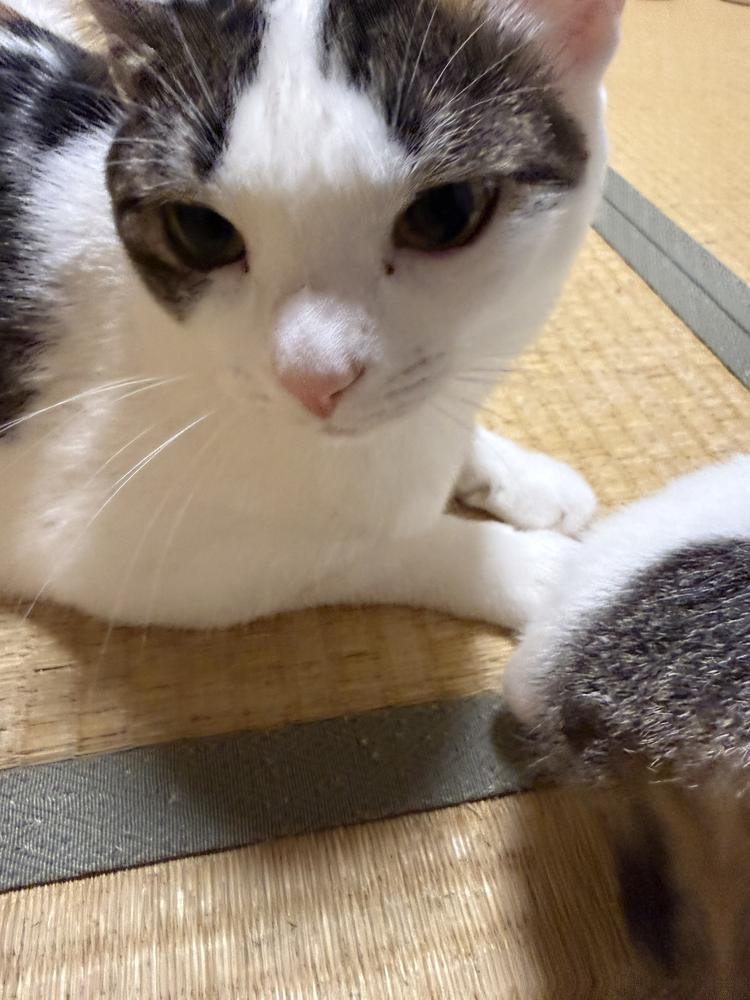 猫ちゃん