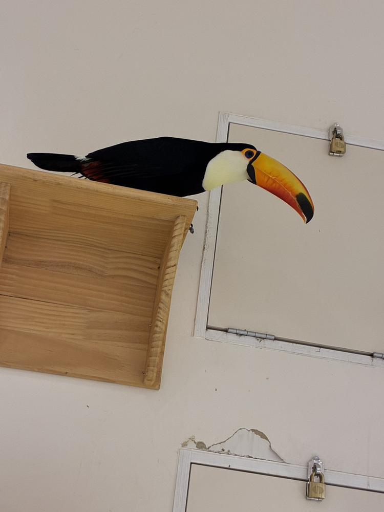 動物