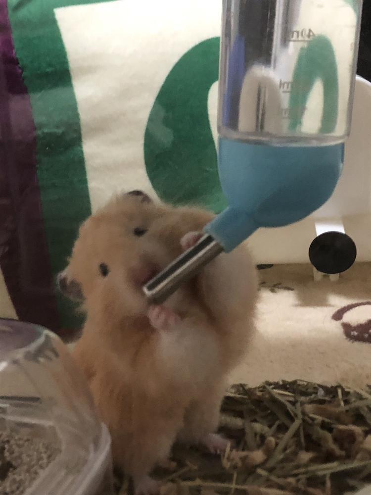 はむ