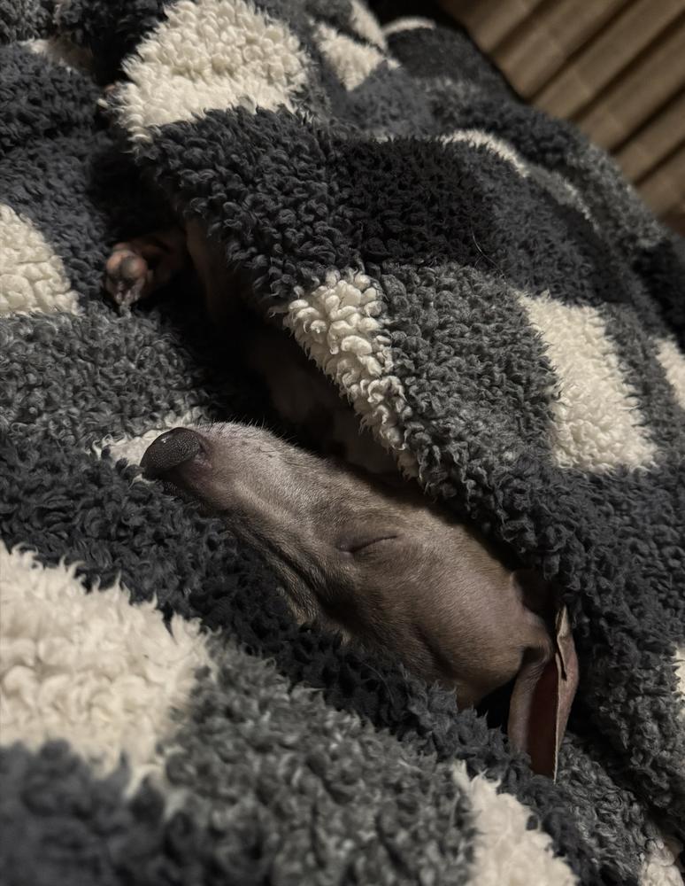 愛犬が可愛すぎる😍