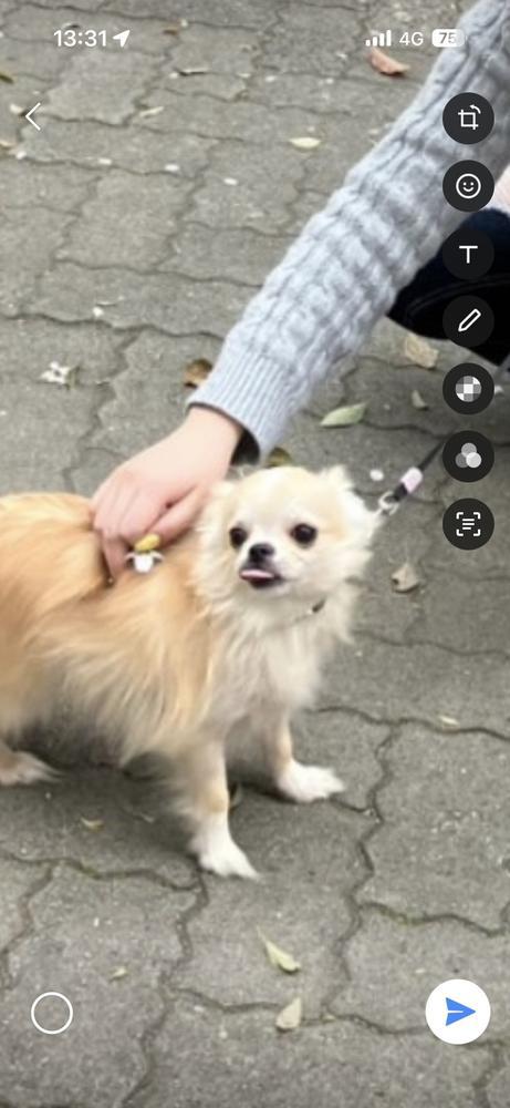 🐶