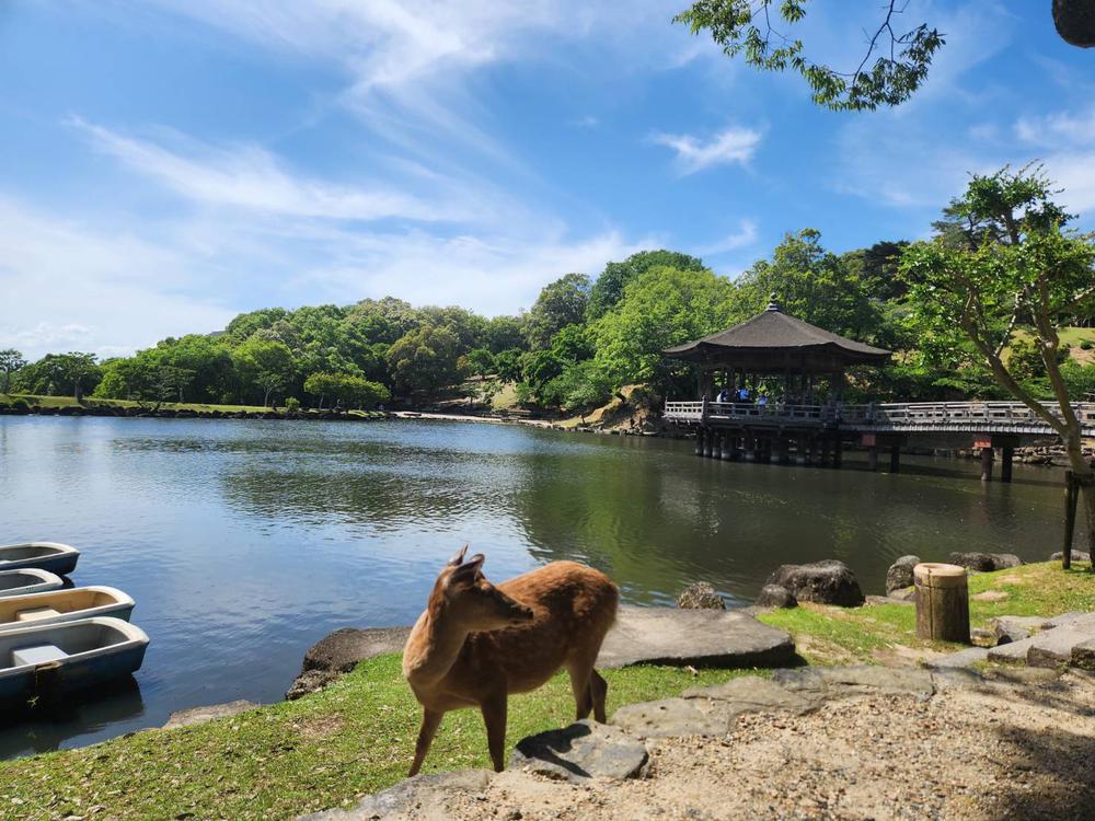 奈良公園🦌