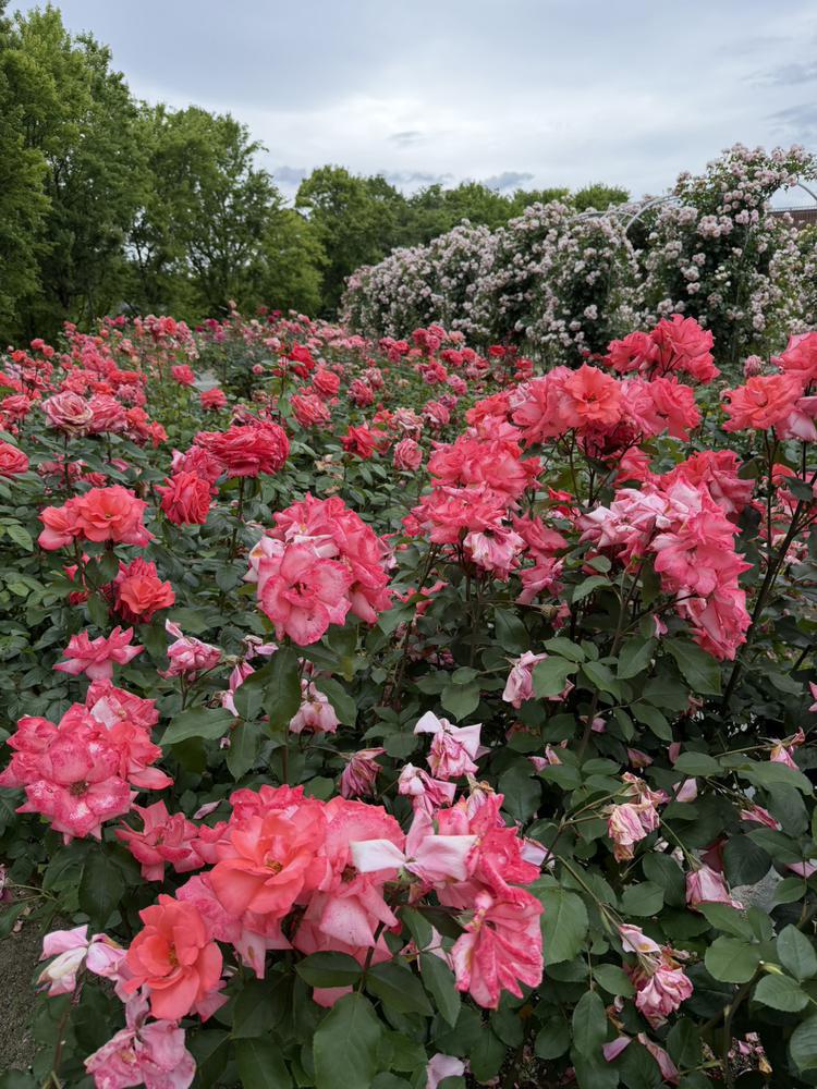 土曜日出勤🌹🌹