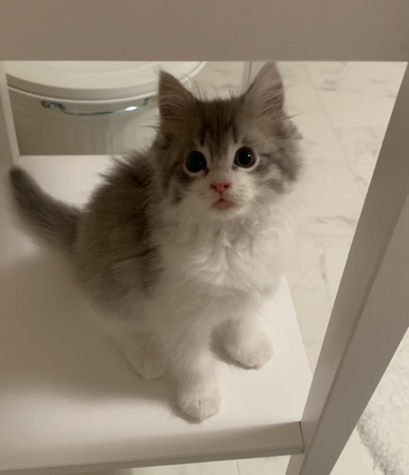 なきねこ