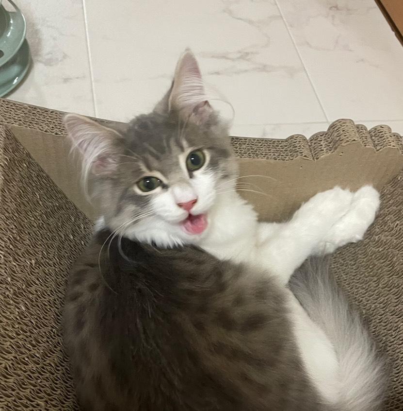 ccうぃーく！