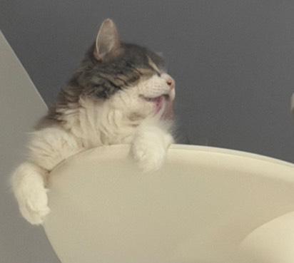 やっほ