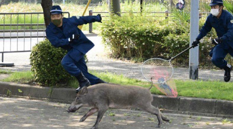 つぼあさいw