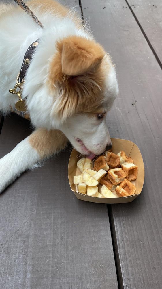 🐶